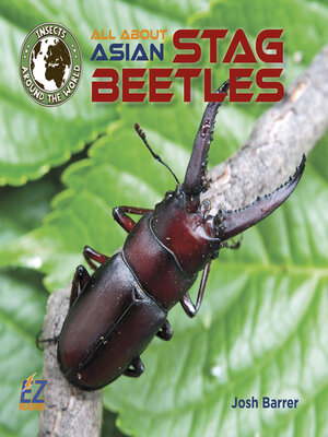 cover image of All About Asian Chinese Stag Beetles